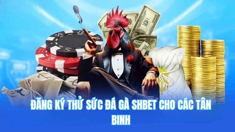 Đăng ký thử sức đá gà SHBET cho các tân binh