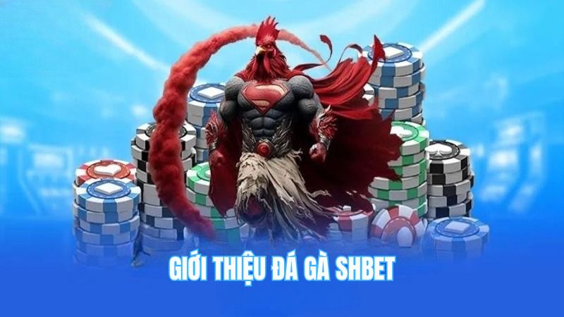 Giới thiệu đá gà SHBET