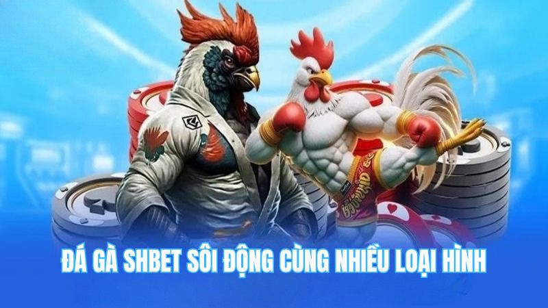 Đá gà SHBET sôi động cùng nhiều loại hình